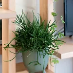 Botanic * Este