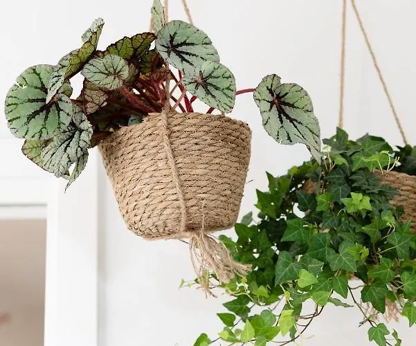 Botanic Διαμέρισμα *