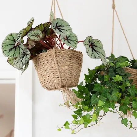 Botanic Apartamento *
