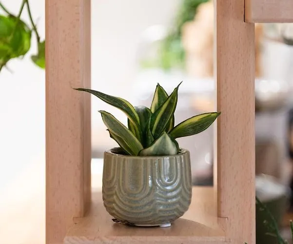 Botanic Este
